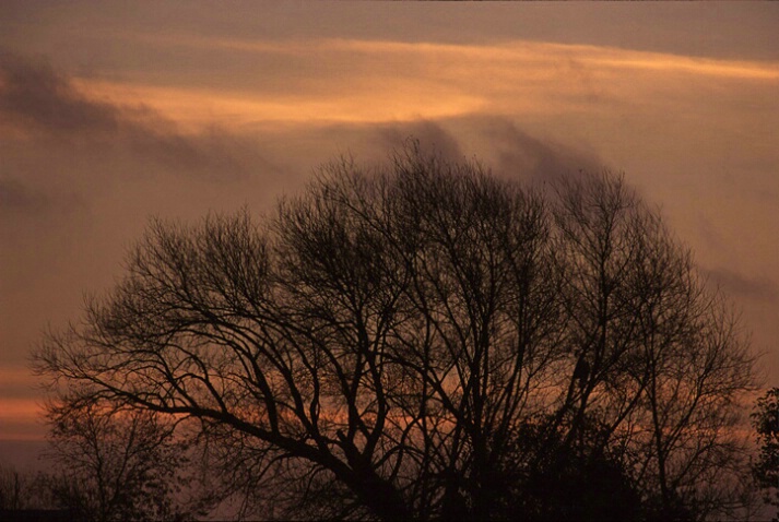 Tree at Dawn - ID: 65771 © John D. Jones