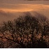 © John D. Jones PhotoID # 65771: Tree at Dawn