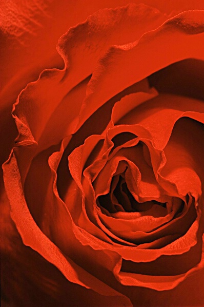 The Rose - ID: 66425 © John D. Jones