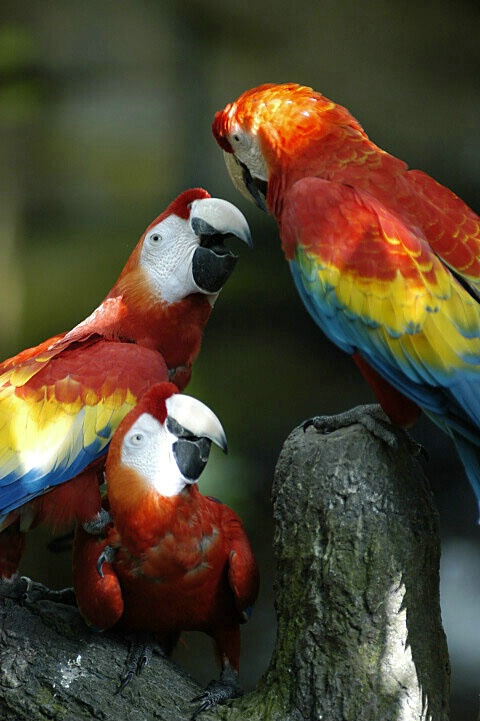 Macaw conference
