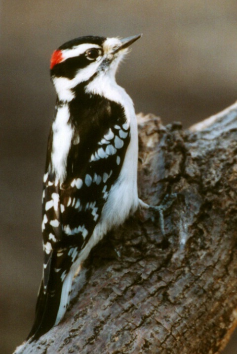 Downey Woodpecker