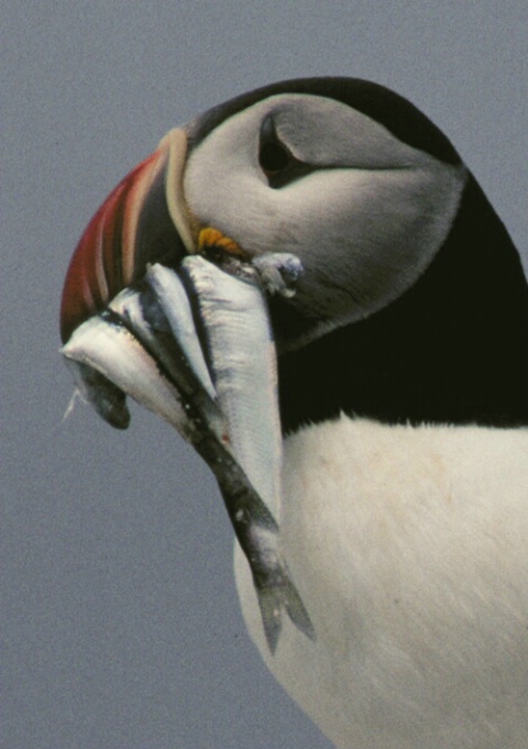 Atlantic Puffin w/catch