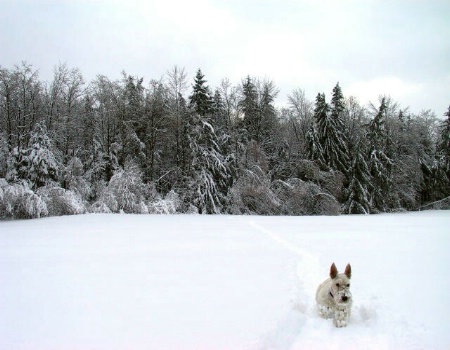 Winter Walk