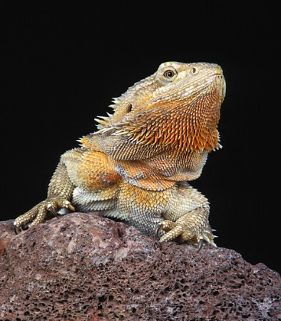 Male Bearded Dragon