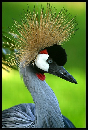 African Crowned Crane