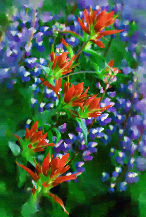Lupine with Indian Paintbrush