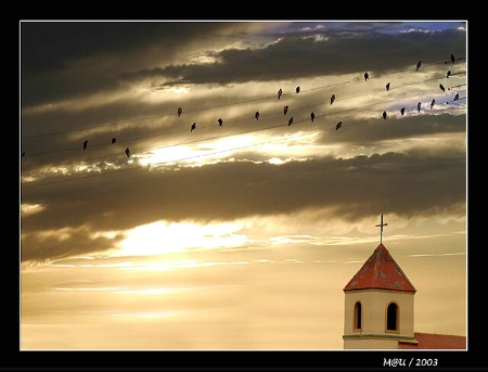 Swallows