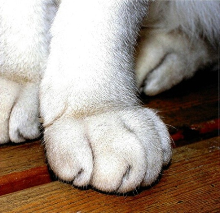 Cat's Paw