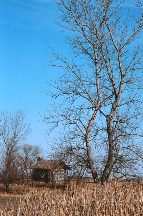 Goose Lake Tree