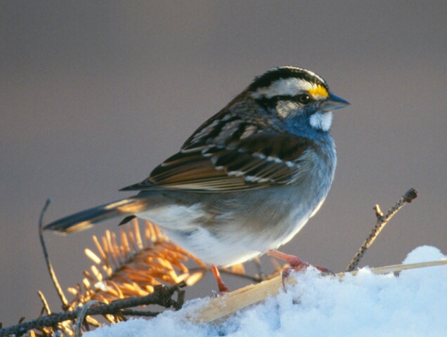White Throated Sparrow 02