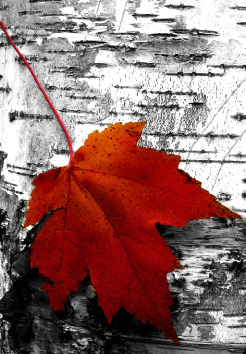 Maple Leaf on Birch