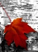 Maple Leaf on Bir...