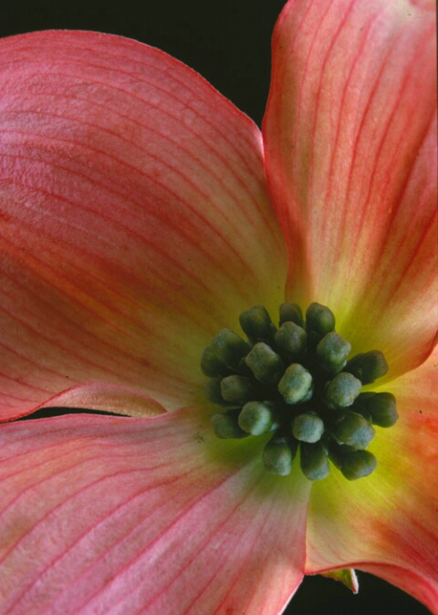 Dogwood Blossom