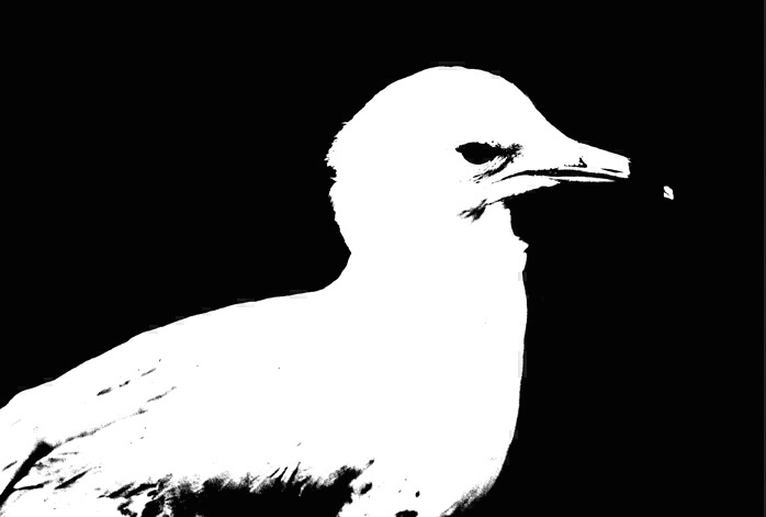 Seagull in B&W - ID: 75444 © John D. Jones