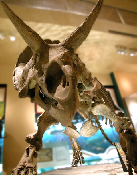 Triceratops