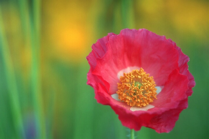 poppy.tif