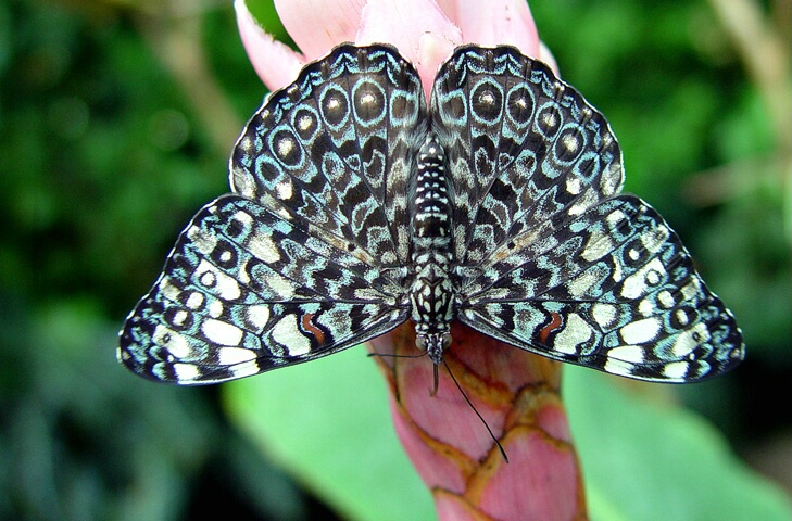 Chloe's Cracker Butterfly