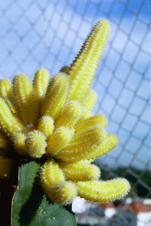 Yellow Cactus