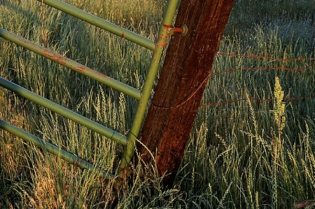 Fence & Grass 2