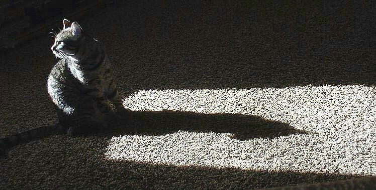 Kitty Cat Shadow