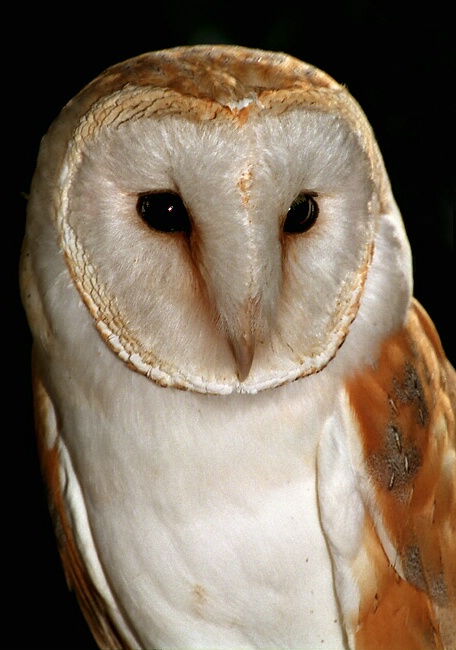 Harry Potter's owl