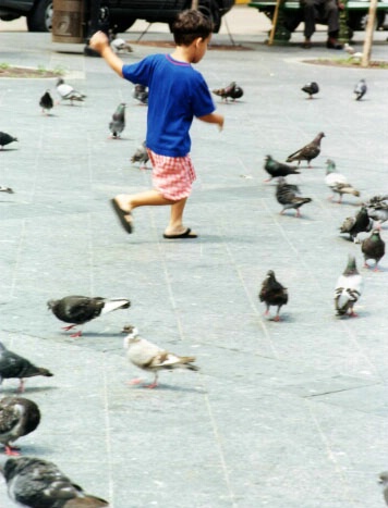 Boy and Pidgeons on the Plaza