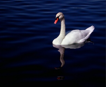 A Florida Swan