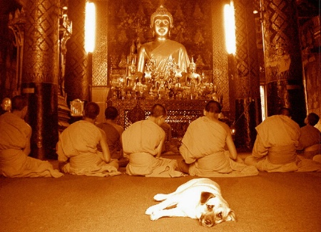Dogs can be Buddhists too.