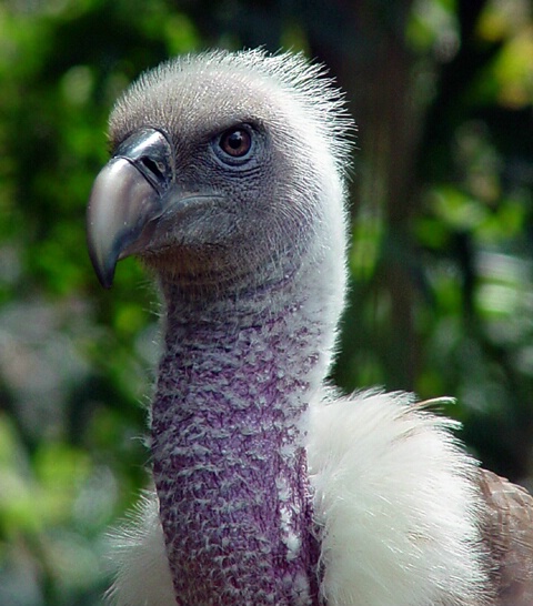 A Voracious Vulture	 