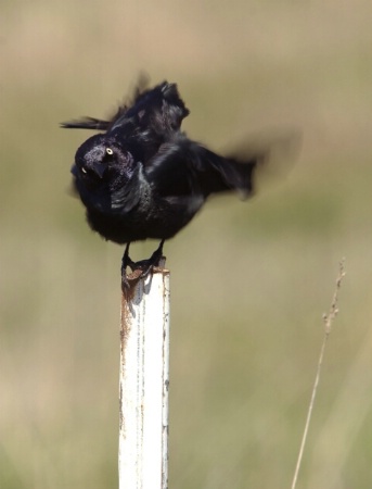 Blowing in the Wind