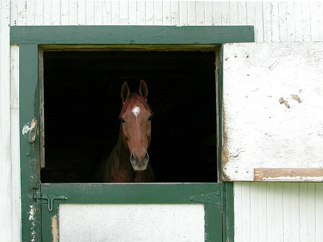 Shy in the Stable