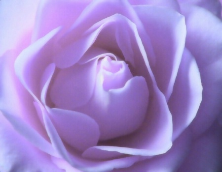 dreamy  rose..