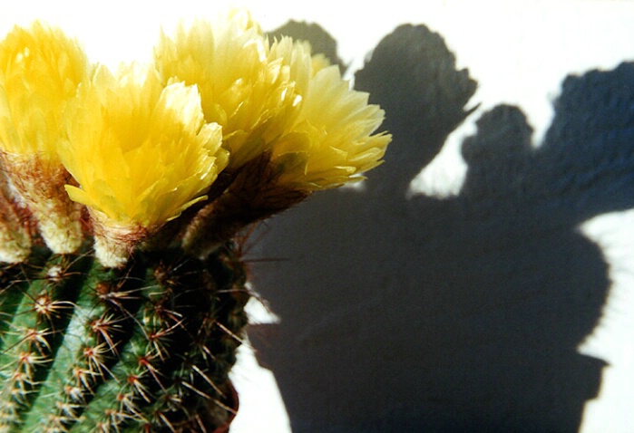 Cactus Flowers In Duplicate