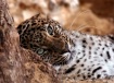 Dreaming Leopard