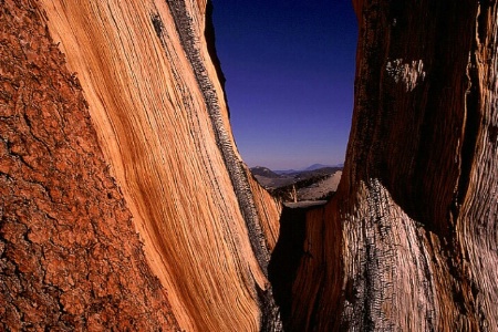 Ancient Bristlecone Pine - Close-up