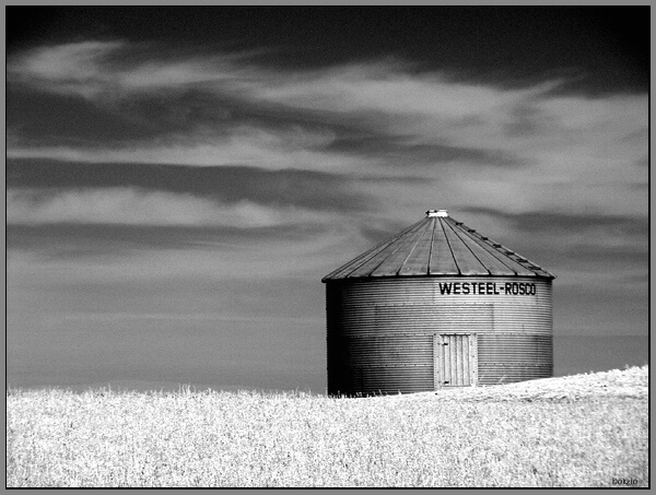 field of grain......