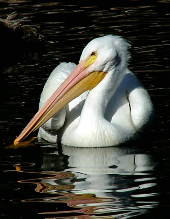 Pulchritudinous Pelican
