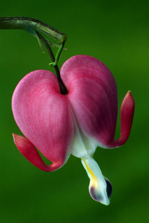 Bleeding Heart #4