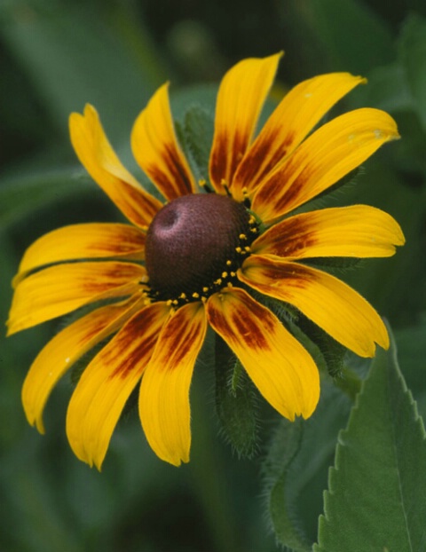 Black eye Susan