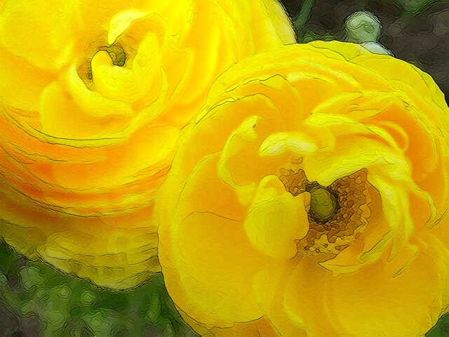 Yellow Poppy