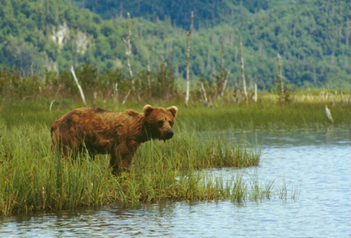 Brown Bear