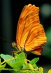 Butterfly #23