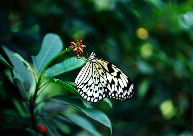 Butterfly in the Garden - ID: 91721 © Farrin Manian