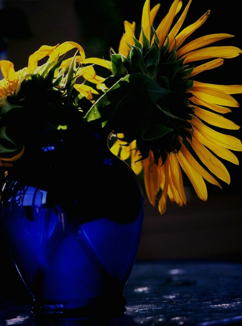 Sunflower - ID: 91959 © Farrin Manian