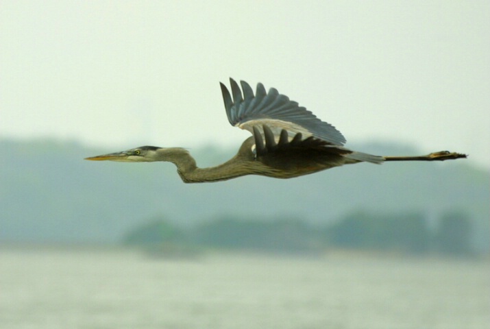 "Cruising the St. Johns"