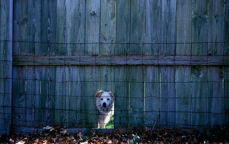 Curious Canine - ID: 92848 © Farrin Manian