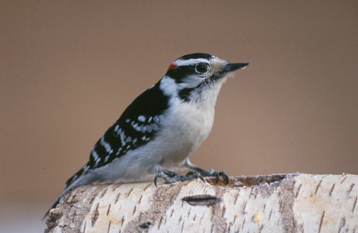 Downey Woodpecker #22