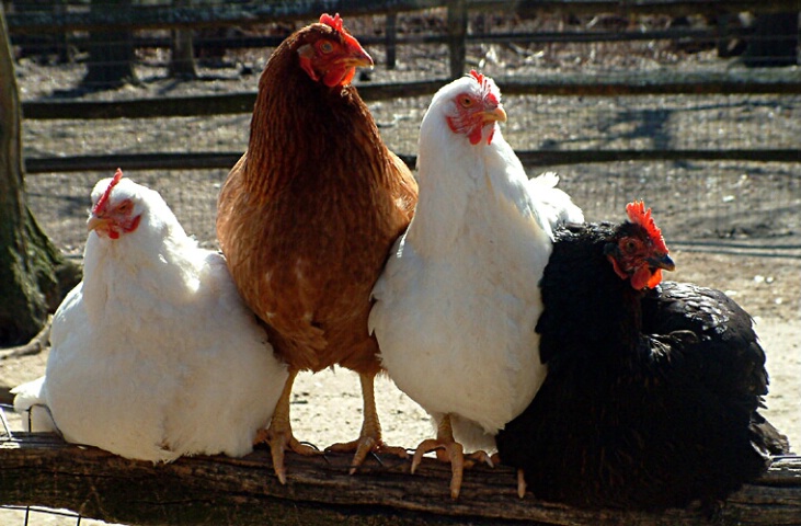 poultry buddies