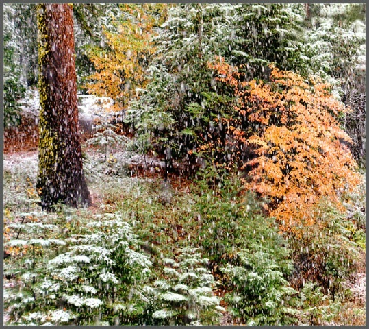 Snow Storm at Yosemite