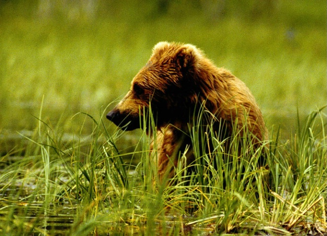 Brown Bear